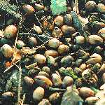 acorns 